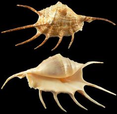 two seashells, one large and one small, against a black background