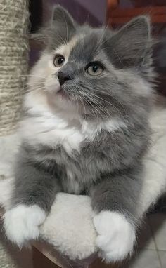 a grey and white cat sitting on top of a scratching post with its paw up