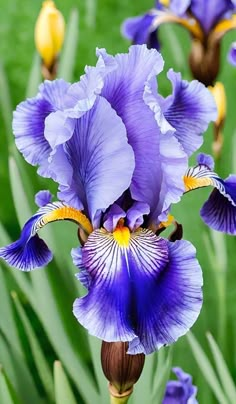 blue and yellow iris flowers blooming in the garden