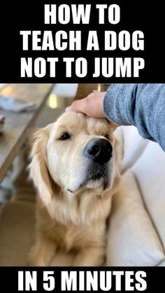 a dog sitting on top of a couch with the caption how to teach a dog not to jump in 5 minutes