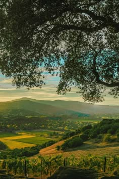 the sun shines brightly through the trees over rolling hills and fields in the distance