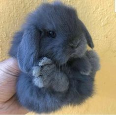 a person holding a small gray rabbit in their hand