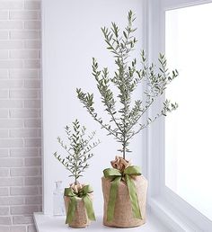 a plant in a burlap bag on a window sill