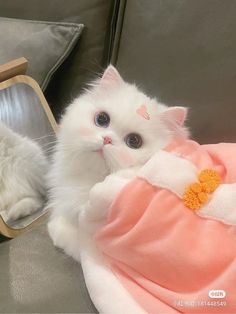 a white cat is sitting on a couch next to a mirror and wearing a pink dress