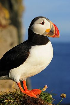 a black and white bird sitting on top of a grass covered hill next to the ocean