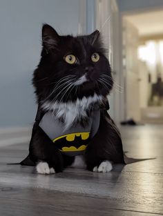 a black and white cat wearing a batman shirt