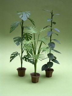 three potted plants with green leaves in them