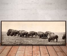 a herd of buffalo grazing on grass in an old photo frame hanging on a wall