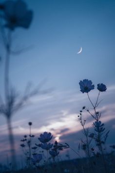 some blue flowers and a crescent in the sky at dusk with a half moon behind them