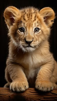 a baby lion cub sitting on top of a wooden table in front of a black background