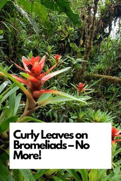 Expert Solutions Revealed! Dive into the world of Bromeliad care as we decode the causes behind curly leaves and unveil proven fixes. Let's restore your Bromeliads to their full glory! IG Photo by: botanists_in_paradise Tropical Destinations, Say Goodbye, Plant Care, A Dream, No More, Paradise, This Is Us, Plants