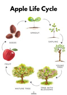 the life cycle of an apple tree