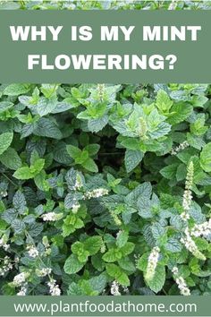 green plants with white flowers and the words why is my mint flowering? on it