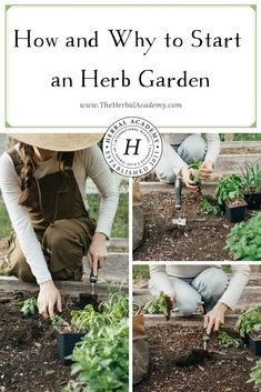 how and why to start an herb garden with pictures of plants in the ground, including herbs