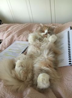 a fluffy cat laying on top of a bed next to an open book and pen