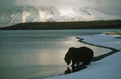 a bear is standing in the snow near some water and snowy mountains with trees on either side