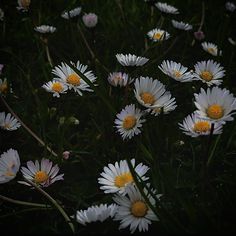 white and yellow daisies are growing in the grass