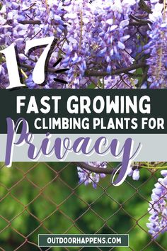 purple flowers behind a chain link fence with text overlay that reads 17 fast growing climbing plants for privacy