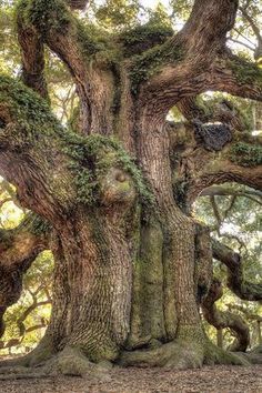 an old oak tree with moss growing on it's trunk and branches in the foreground