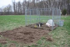 two dogs in a fenced off area with grass and dirt on the ground next to them