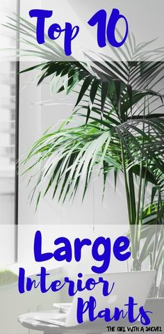 the top 10 large interior plants to plant in your home or office, with text overlay