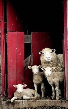 three lambs are standing in the doorway of a red barn with hay on the floor