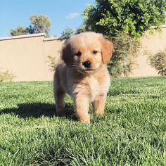 a small brown puppy walking across a lush green field