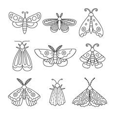 six different kinds of moths in black and white, each with their own outlines