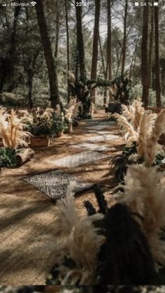 a path in the middle of a forest with lots of tall grass and plants on either side