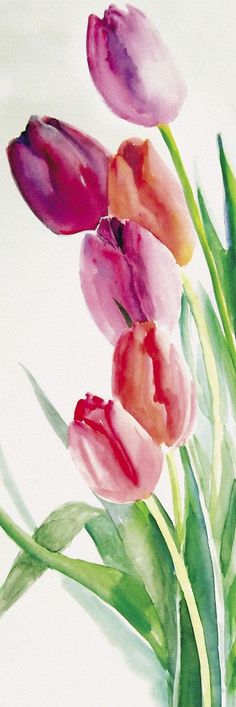 watercolor painting of pink and red tulips with green stems on white background