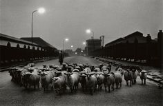 a herd of sheep walking down a street at night