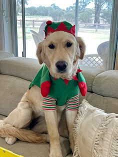 a dog sitting on top of a couch wearing a christmas outfit