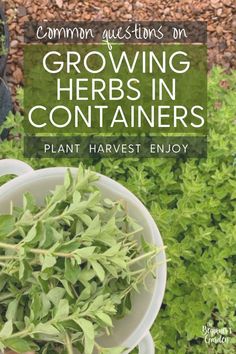 a white bowl filled with green plants and the title, common questions on growing herbs in containers