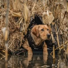 a dog is sitting in the water near some dry corn stalks