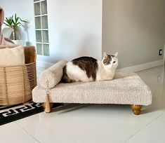 a cat sitting on top of a couch in a living room next to a rug