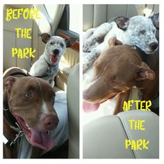 two dogs sitting in the back seat of a car, one is brown and white