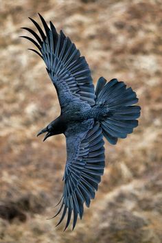 a black bird is flying in the air