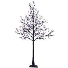 a tree with no leaves is shown on a white background and has purple lights in the branches