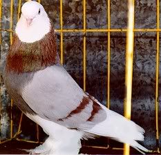 a bird is standing in front of a cage