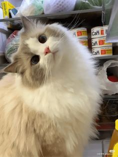 a fluffy white cat sitting on top of a shelf next to bottles and other items