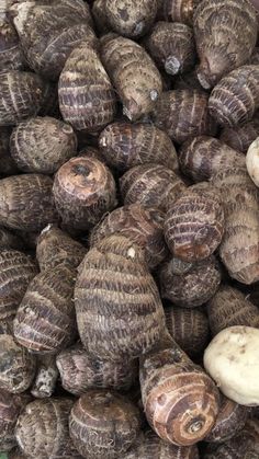 several different types of snails on display for sale