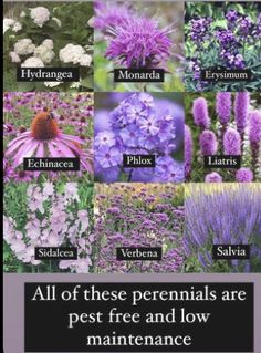 flowers with the words all of these perennials are pest free and low maintenance