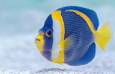 a blue and yellow fish in an aquarium