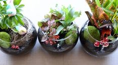 three glass vases filled with plants on top of a table