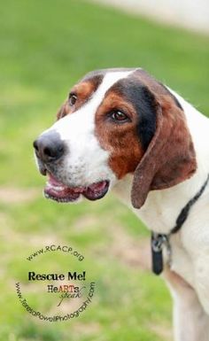 a brown and white dog standing on top of a lush green field