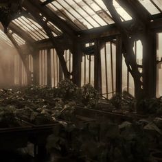 an old greenhouse with lots of plants growing in it and fog coming from the roof