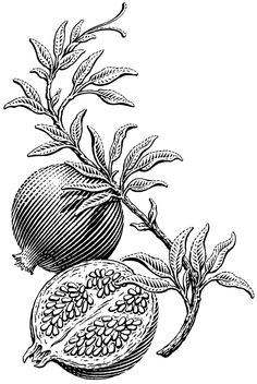 a pomegranate with leaves and seeds on the branch, vintage line drawing or engraving illustration