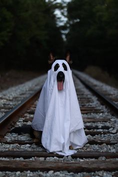 a dog dressed up as a ghost sitting on train tracks