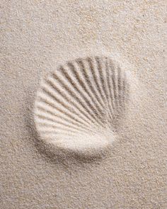 a seashell on the sand with its shell shaped like a starfish in it