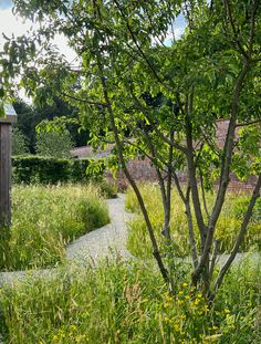 the path is surrounded by tall grass and trees